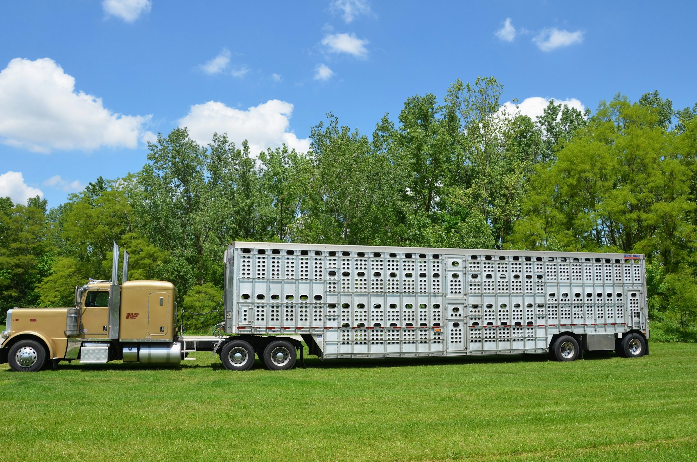 Gold conventional Peterbilt semi tractor with a livestock trailer parked beside green grass